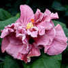 Thumbnail #1 of Hibiscus rosa-sinensis by Joan