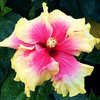 Thumbnail #1 of Hibiscus rosa-sinensis by Joan