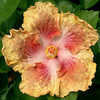 Thumbnail #1 of Hibiscus rosa-sinensis by Joan