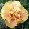 Thumbnail #1 of Hibiscus rosa-sinensis by Joan