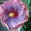 Thumbnail #2 of Hibiscus rosa-sinensis by Larulya