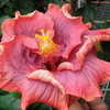 Thumbnail #5 of Hibiscus rosa-sinensis by Kell