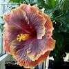 Thumbnail #3 of Hibiscus rosa-sinensis by Larulya