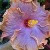 Thumbnail #4 of Hibiscus rosa-sinensis by Calif_Sue