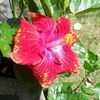 Thumbnail #1 of Hibiscus rosa-sinensis by Brugie