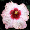 Thumbnail #1 of Hibiscus rosa-sinensis by Joan