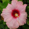 Thumbnail #2 of Hibiscus rosa-sinensis by Joan