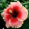 Thumbnail #2 of Hibiscus rosa-sinensis by Joan