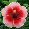 Thumbnail #1 of Hibiscus rosa-sinensis by Joan