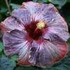 Thumbnail #1 of Hibiscus rosa-sinensis by Joan