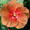 Thumbnail #2 of Hibiscus rosa-sinensis by Joan