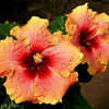 Thumbnail #1 of Hibiscus rosa-sinensis by Joan