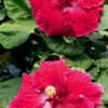 Thumbnail #2 of Hibiscus rosa-sinensis by Joan