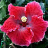 Thumbnail #1 of Hibiscus rosa-sinensis by Joan