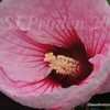 Thumbnail #4 of Hibiscus moscheutos by DaylilySLP