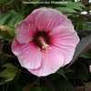 Thumbnail #3 of Hibiscus moscheutos by DaylilySLP