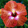 Thumbnail #1 of Hibiscus rosa-sinensis by Joan