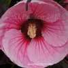 Thumbnail #5 of Hibiscus moscheutos by DaylilySLP
