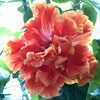 Thumbnail #1 of Hibiscus rosa-sinensis by Joan