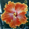 Thumbnail #2 of Hibiscus rosa-sinensis by Joan