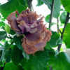 Thumbnail #2 of Hibiscus rosa-sinensis by Joan