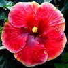 Thumbnail #1 of Hibiscus rosa-sinensis by Joan