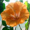 Thumbnail #1 of Hibiscus rosa-sinensis by Joan