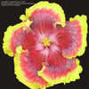 Thumbnail #2 of Hibiscus rosa-sinensis by AmandaTaylor7