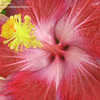 Thumbnail #3 of Hibiscus rosa-sinensis by AmandaTaylor7