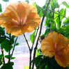 Thumbnail #2 of Hibiscus rosa-sinensis by Joan