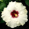 Thumbnail #1 of Hibiscus rosa-sinensis by Joan