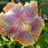 Thumbnail #4 of Hibiscus rosa-sinensis by amarantha00