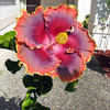 Thumbnail #5 of Hibiscus rosa-sinensis by amorecuore