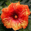 Thumbnail #1 of Hibiscus rosa-sinensis by Joan