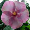Thumbnail #1 of Hibiscus rosa-sinensis by Joan
