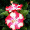 Thumbnail #1 of Hibiscus rosa-sinensis by Joan