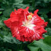 Thumbnail #1 of Hibiscus rosa-sinensis by Joan