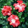 Thumbnail #3 of Hibiscus rosa-sinensis by Joan