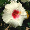 Thumbnail #1 of Hibiscus rosa-sinensis by Joan