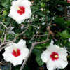 Thumbnail #2 of Hibiscus rosa-sinensis by Joan