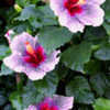 Thumbnail #2 of Hibiscus rosa-sinensis by Joan