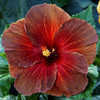 Thumbnail #1 of Hibiscus rosa-sinensis by Joan