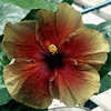 Thumbnail #3 of Hibiscus rosa-sinensis by Joan