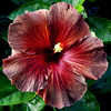 Thumbnail #2 of Hibiscus rosa-sinensis by Joan