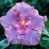 Thumbnail #5 of Hibiscus rosa-sinensis by Joan