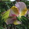 Thumbnail #3 of Hibiscus rosa-sinensis by Kell