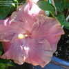 Thumbnail #4 of Hibiscus rosa-sinensis by amarantha00