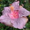 Thumbnail #2 of Hibiscus rosa-sinensis by Kell