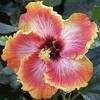 Thumbnail #1 of Hibiscus rosa-sinensis by Joan