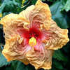 Thumbnail #1 of Hibiscus rosa-sinensis by Joan